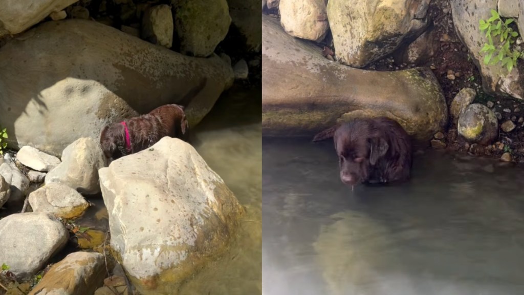 Dog Has a Perfect Day of Swimming, Chasing Sticks & Catching Bugs