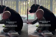Dog Immediately Gets Protective After Little Baby Falls & Hits His Head