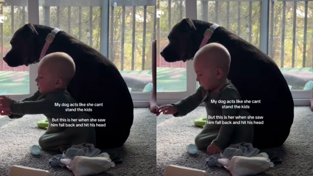 Dog Immediately Gets Protective After Little Baby Falls & Hits His Head