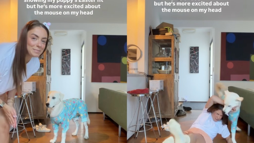 Mom Tries To Show Puppy’s Easter Outfit but It Turns Into an Epic Fail