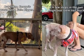 For This Rescue Dog, a Short but Wholesome Walk Outside Is a Massive Win