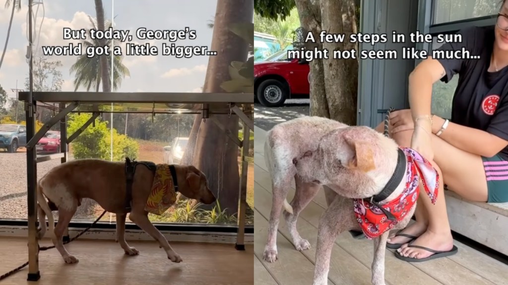 For This Rescue Dog, a Short but Wholesome Walk Outside Is a Massive Win