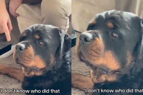 Dog Refuses To Face Dad While Being Accused of Committing a Crime