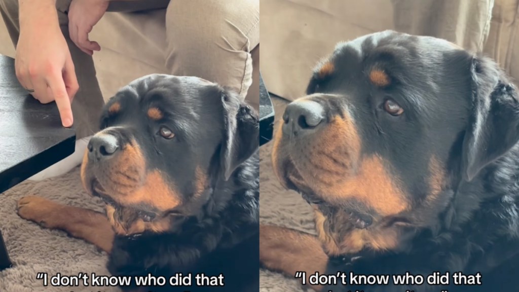 Dog Refuses To Face Dad While Being Accused of Committing a Crime