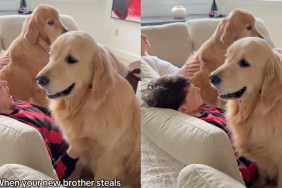 Dog’s Jealous of Furry Sibling Getting ‘Scritchies’ From Brother