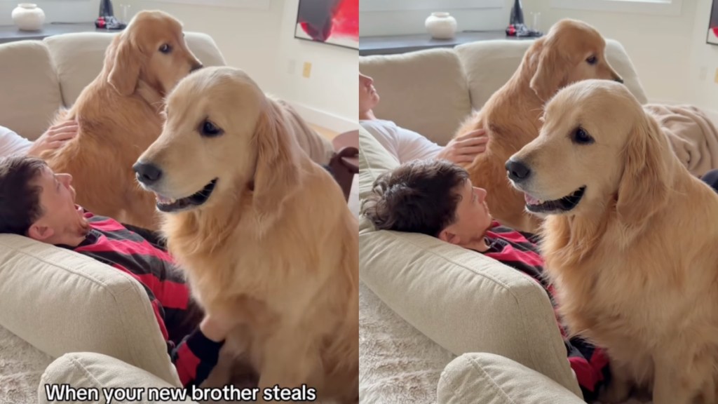 Dog’s Jealous of Furry Sibling Getting ‘Scritchies’ From Brother