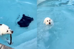 Dog Keeps Fetching the Water Hose Mom Put in the Pool for a Reason