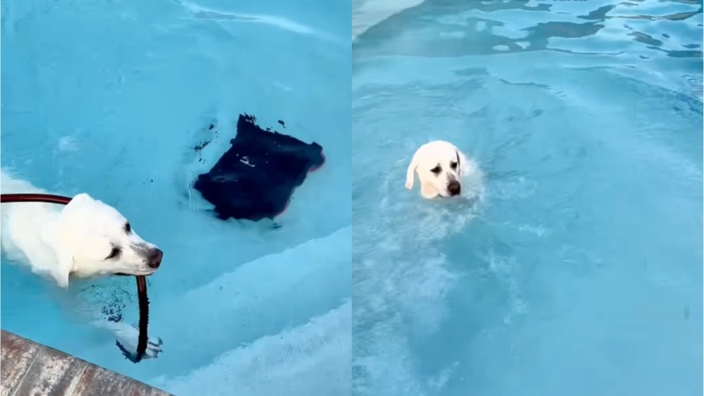 Dog Keeps Fetching the Water Hose Mom Put in the Pool for a Reason