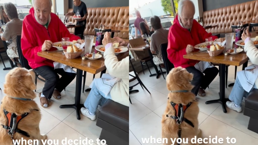 Owner Catches Golden Retriever Crashing Couple's Date