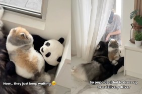 Dogs Keep Waiting for Delivery Guy Who Quit So Owners Do This