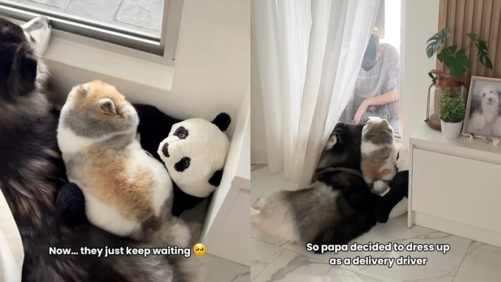 Dogs Keep Waiting for Delivery Guy Who Quit So Owners Do This