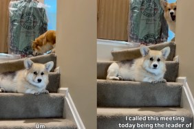 Corgi Leaves Owner’s Meeting Midway While Furry Sibling Stays