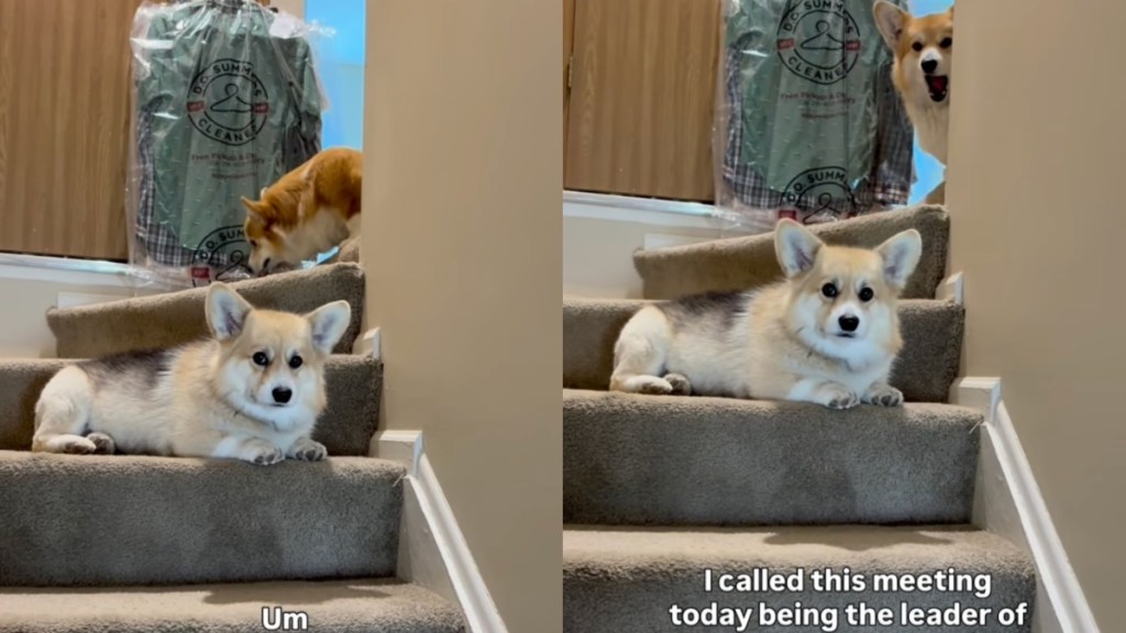 Corgi Leaves Owner’s Meeting Midway While Furry Sibling Stays