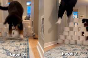 Bernese Mountain Dog Enjoys Toilet Paper Challenge