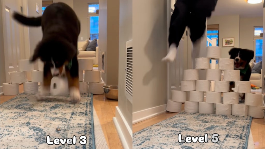 Bernese Mountain Dog Enjoys Toilet Paper Challenge