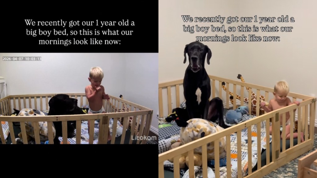 Toddler Shares His New ‘Big Boy’ Bed With Dog