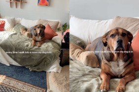 Dog Makes for a ‘Perfect’ View for Mom Every Time She Enters the Room
