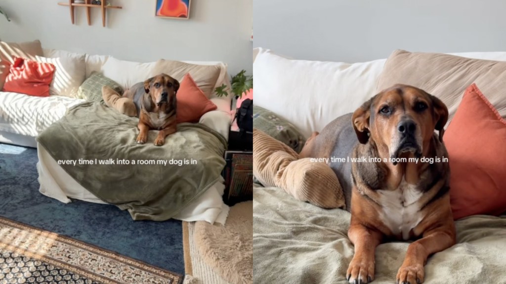 Dog Makes for a ‘Perfect’ View for Mom Every Time She Enters the Room