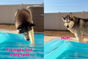 Dog Hates Being Apart From Mom, Even if It Means Getting Her Paws Wet