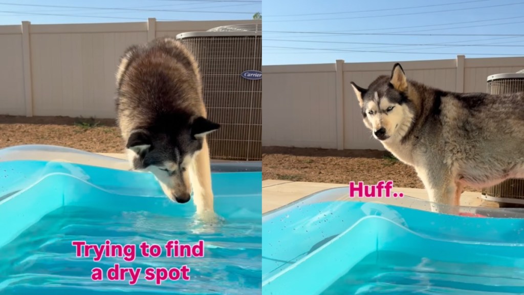 Dog Hates Being Apart From Mom, Even if It Means Getting Her Paws Wet