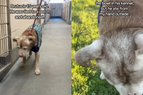 ‘Abandoned’ Shelter Dog Finds Foster Home & a Second Chance at Life