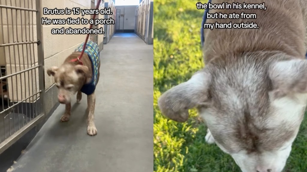 ‘Abandoned’ Shelter Dog Finds Foster Home & a Second Chance at Life