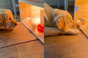 Dog Goes From Being a Threat To Protecting Chick Like It’s His Baby