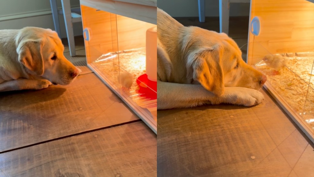 Dog Goes From Being a Threat To Protecting Chick Like It’s His Baby