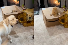 Dog & Cat Have Their Own Fun Game Going On