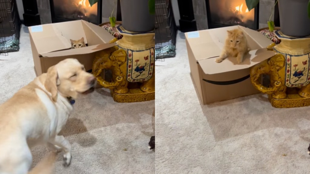 Dog & Cat Have Their Own Fun Game Going On