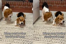 Beagle Reacts To Furry Brother Stealing Bone