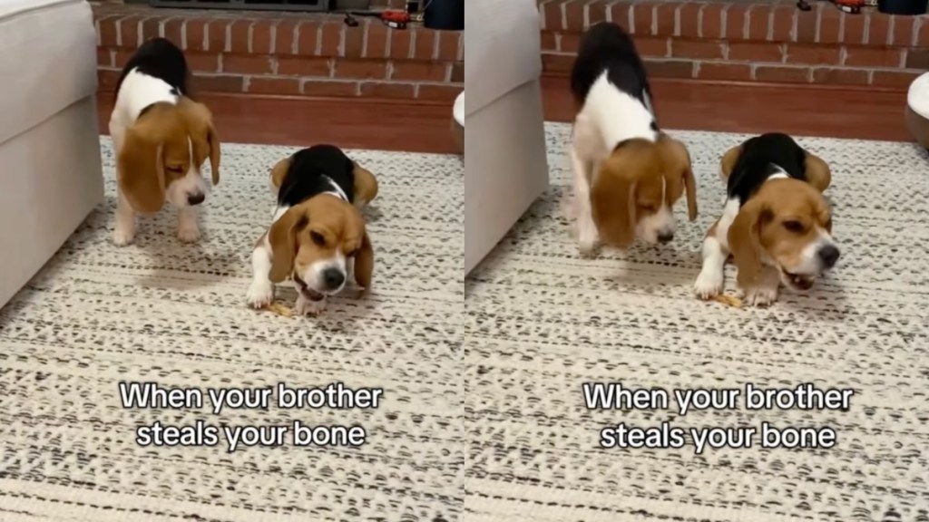 Beagle Reacts To Furry Brother Stealing Bone