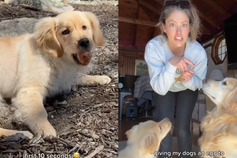 Dog & Puppy Have Strikingly Different Reactions to Egg