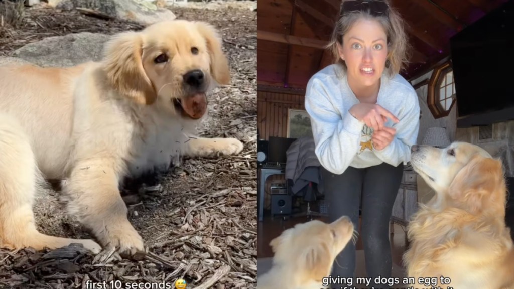 Dog & Puppy Have Strikingly Different Reactions to Egg