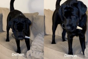 Dog Won’t Drop the Scissors, So Mom Has To Start Negotiating