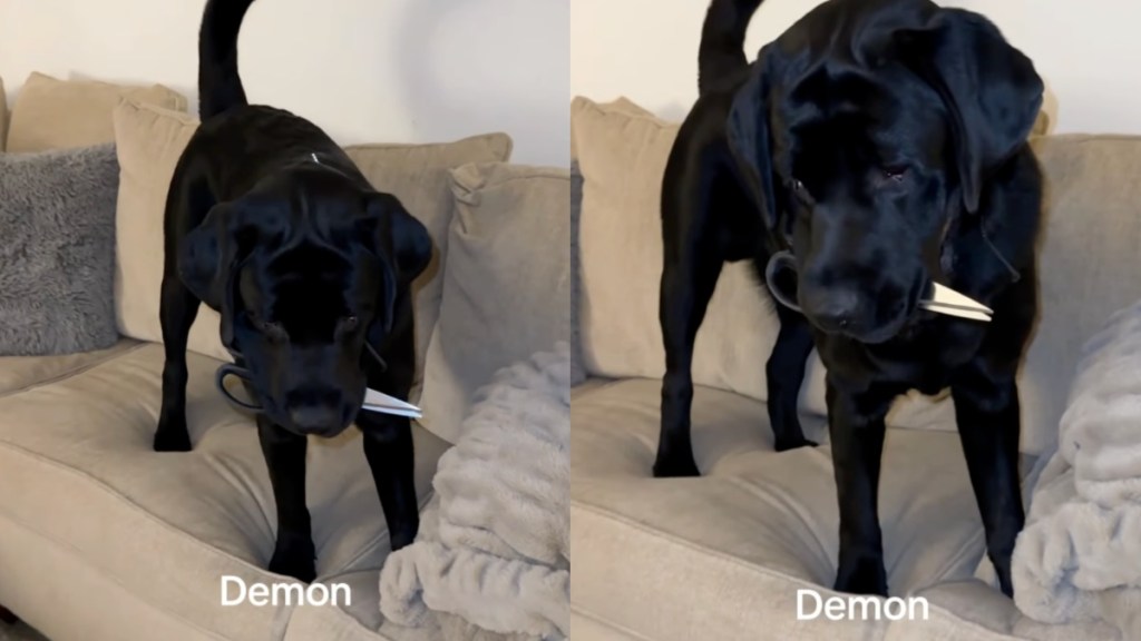 Dog Won’t Drop the Scissors, So Mom Has To Start Negotiating