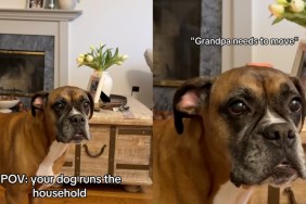 Dog Makes It Clear Grandpa Is Sitting in the Wrong Spot on the Couch