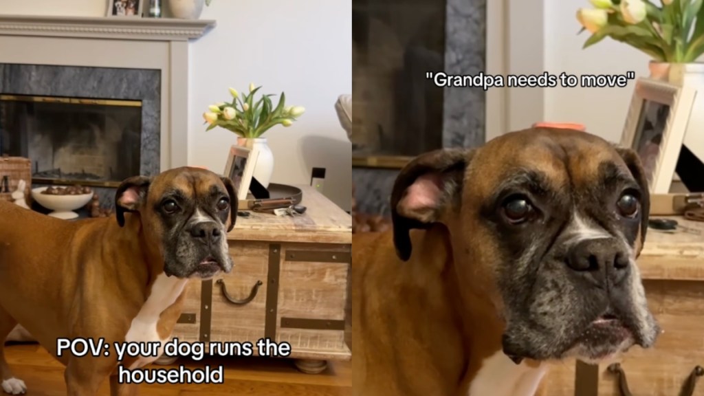 Dog Makes It Clear Grandpa Is Sitting in the Wrong Spot on the Couch