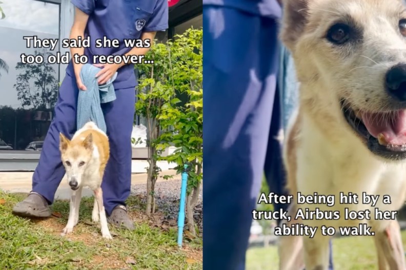 Resilient Senior Dog Recovers Against All Odds, One Step at a Time