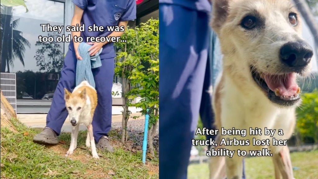 Resilient Senior Dog Recovers Against All Odds, One Step at a Time