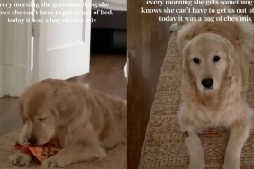 Golden Retriever Uses a Clever, Fruitful Trick To Get Mom Out of Bed