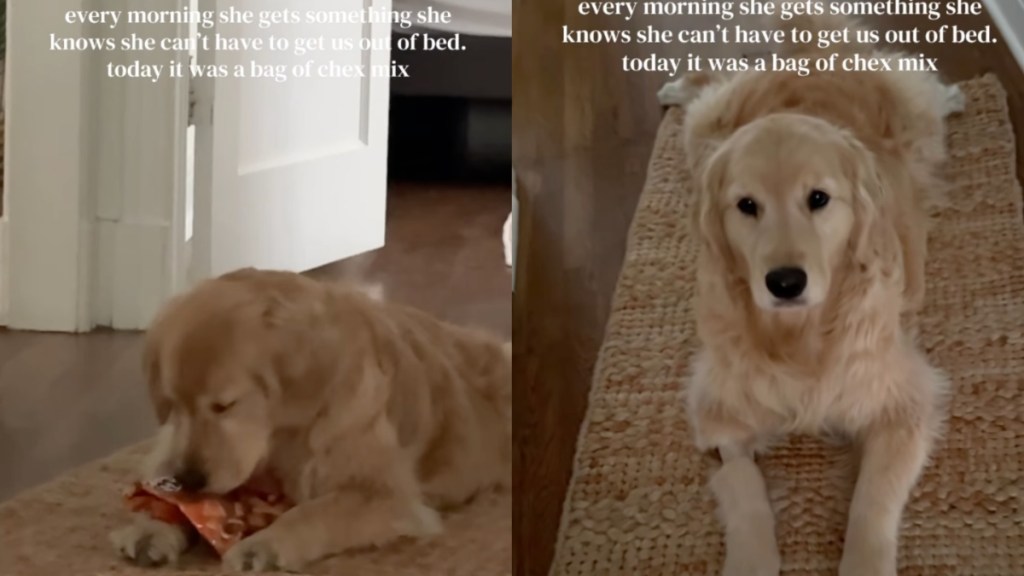Golden Retriever Uses a Clever, Fruitful Trick To Get Mom Out of Bed