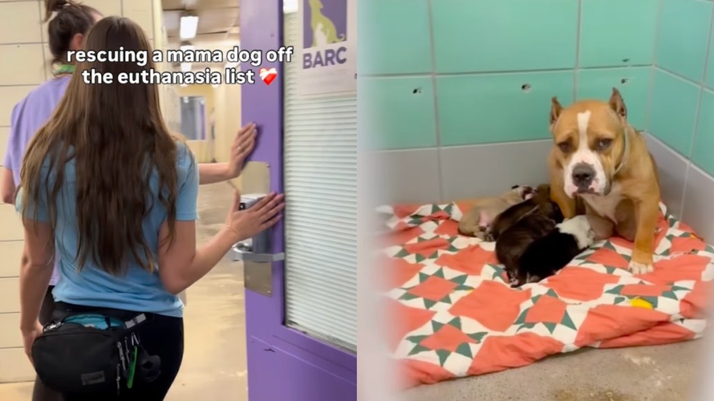 Mama Dog Rescued From Shelter Marks a Wholesome One-Year Anniversary