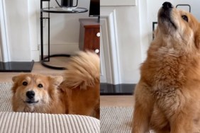 Dog Can’t Stop Wagging Tail While Expressing What She Wants