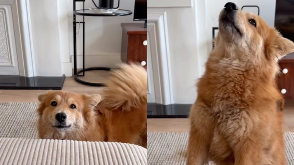 Dog Can’t Stop Wagging Tail While Expressing What She Wants