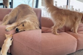 Golden Retriever Slowly Warms up to Tiny New Furry Brother
