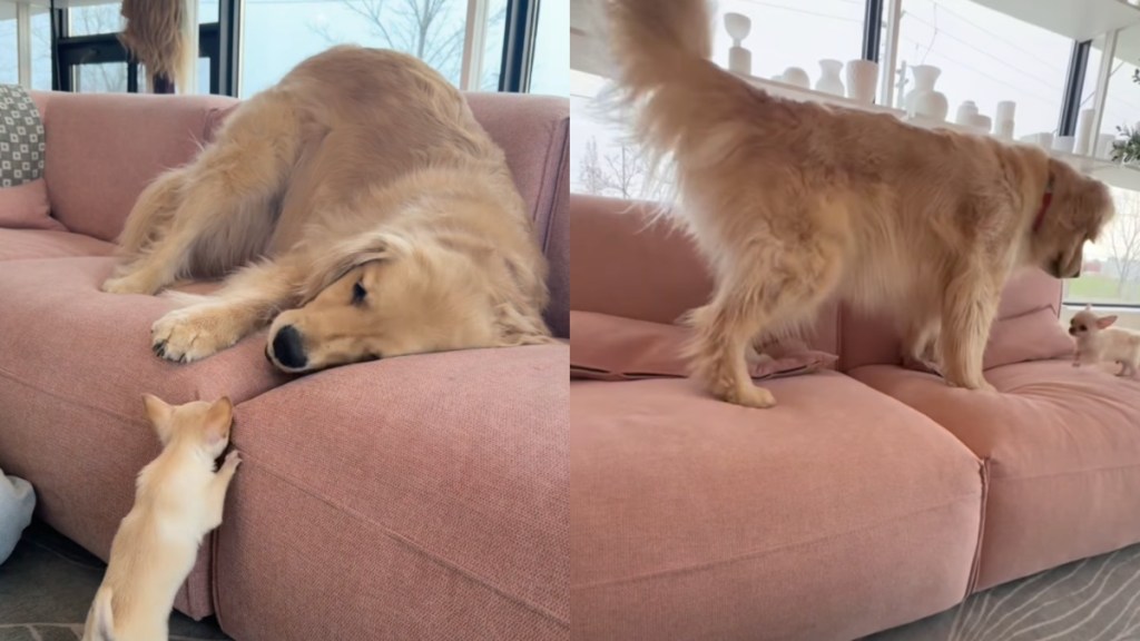 Golden Retriever Slowly Warms up to Tiny New Furry Brother