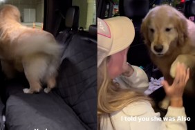 Golden Retriever Reunites With Mom After a Week & Greets Her With Kisses