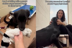 ‘Scared’ Shelter Puppy Feels Better Instantly When Volunteer Visits Her