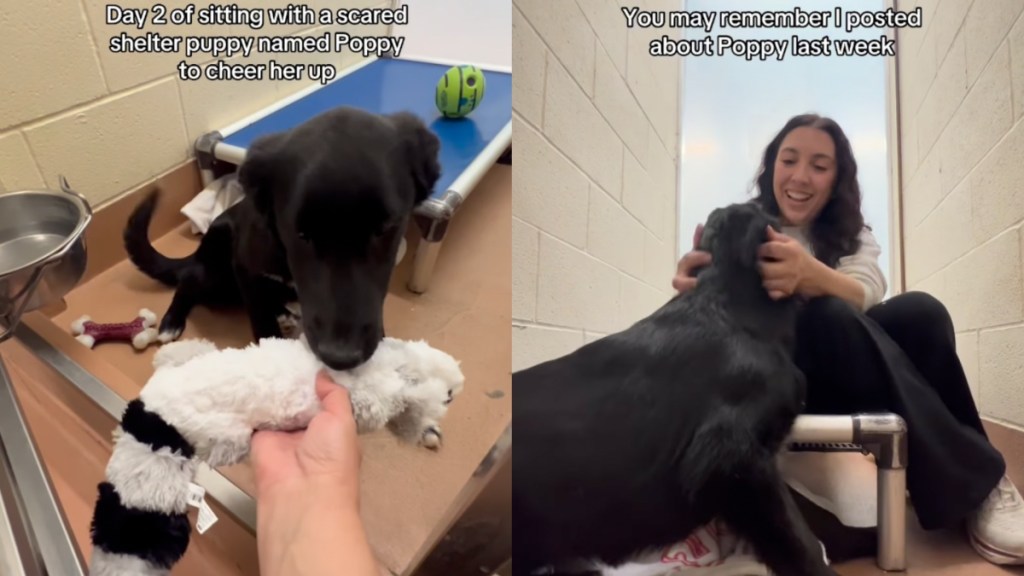 ‘Scared’ Shelter Puppy Feels Better Instantly When Volunteer Visits Her